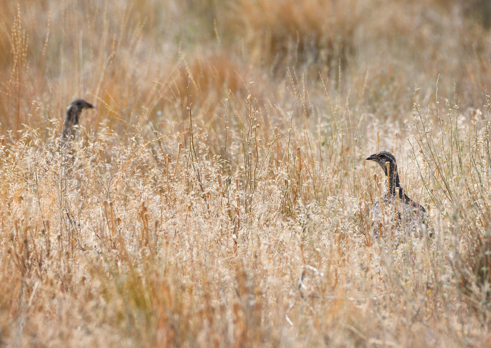 Sagebrush losses